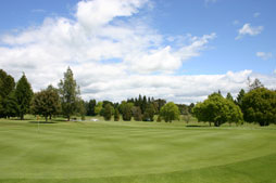Te Puke Golf course green