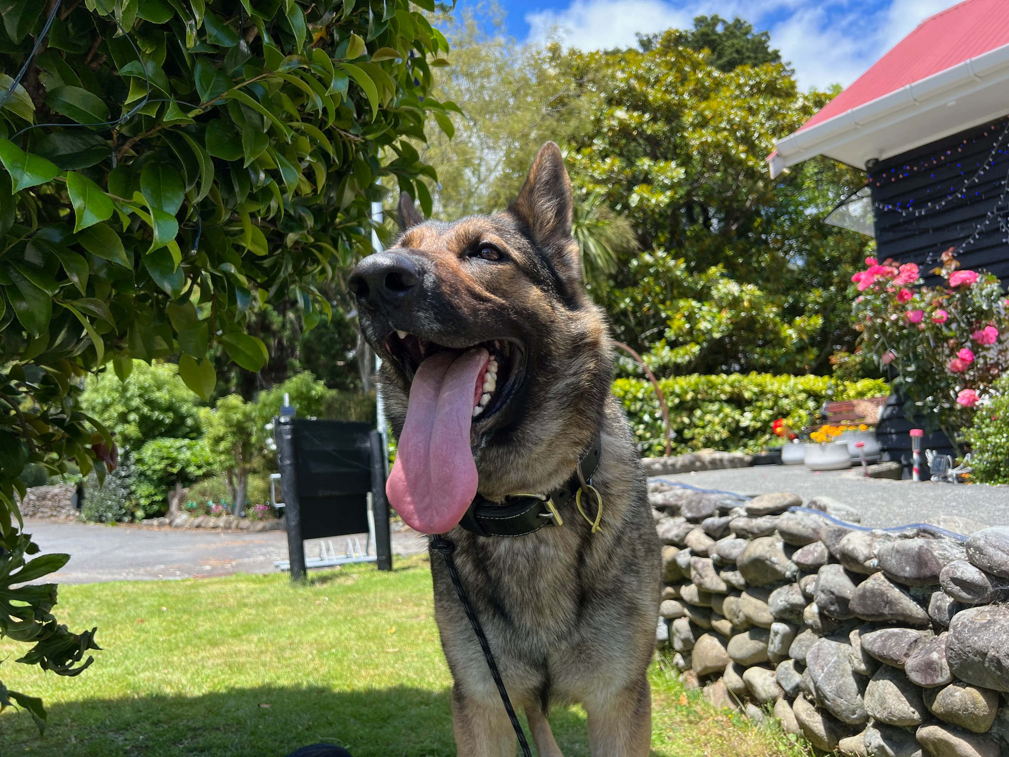 Foxy the German Shepherd enjoying the dog-friendly grounds of Wellington’s Kiwi Holiday Park in Upper Hutt — a peaceful, pet-friendly destination for campers and motorhomes.