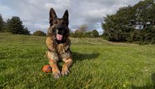 pet friendly camping at wellington's kiwi holiday park, near wellington city