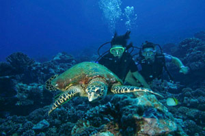Scuba Diving on the Island of Rangiroa