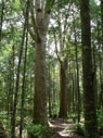 Kauri trees