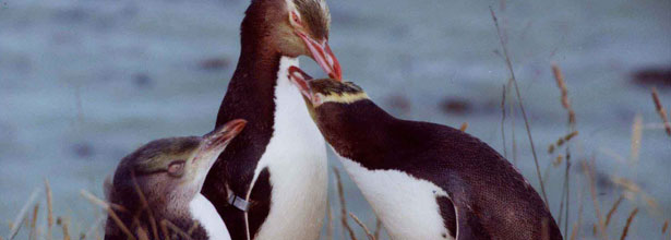 Photos courtesy of the Yellow-eyed Penguin Trust