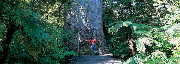 Explore the West Coast and discover the Kauri Coast at its best