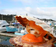 Scallop festival at Whitianga is iconic