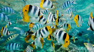 Cook Islands Discover Packages