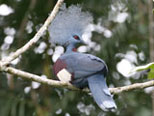 Bird Watching in PNG