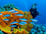 Diving in Papua New Guinea