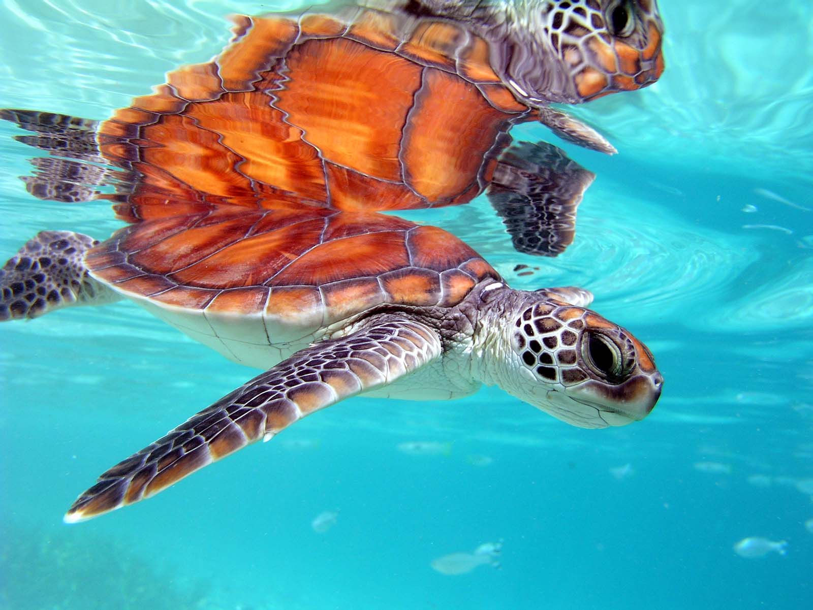 Turtle in Tahiti