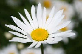 Daisy Flower