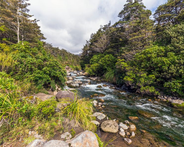River next to the Whakapapa Nature Walk in Tongariro National Park