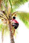 Palm tree climbing
