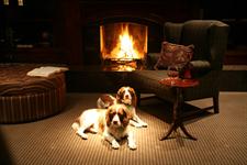 Spaniels beside the fire