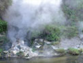 Waimangu Hot Water Stream