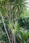 Cabbage Trees