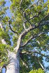 Kauri tree