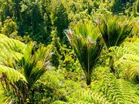 Nikaus in the Rainforest